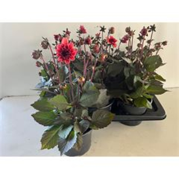 Dahlia 'Revelation' lachs-rot
