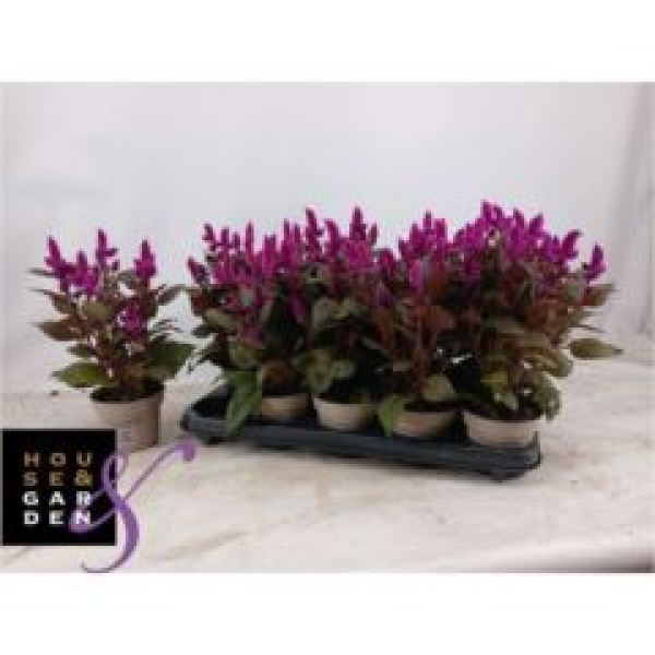 Celosia spic. 'Merida lila'