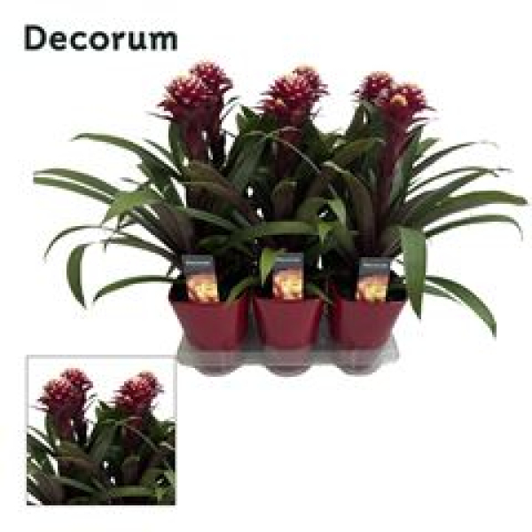 Guzmania 'Francesca' im Keramiktopf