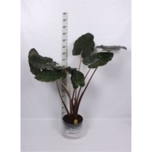 Alocasia saraw. "Yucatan Princess"