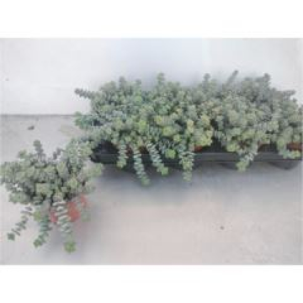 Crassula marnieriana
