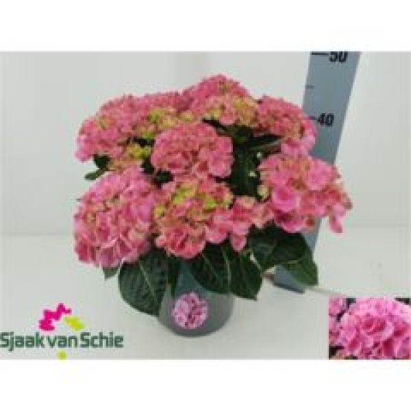Hydrangea mac. Busch pink