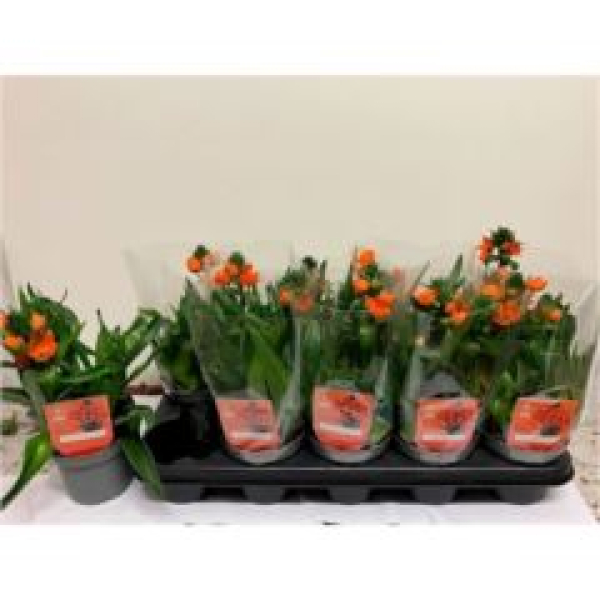 Ornithogalum dubium