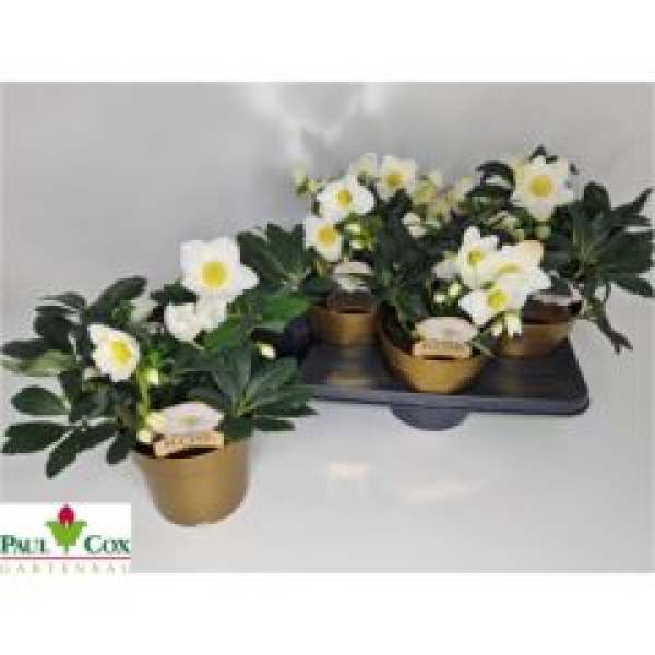 Helleborus niger "Wintergold"