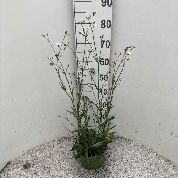 Lychnis Kübel weiß