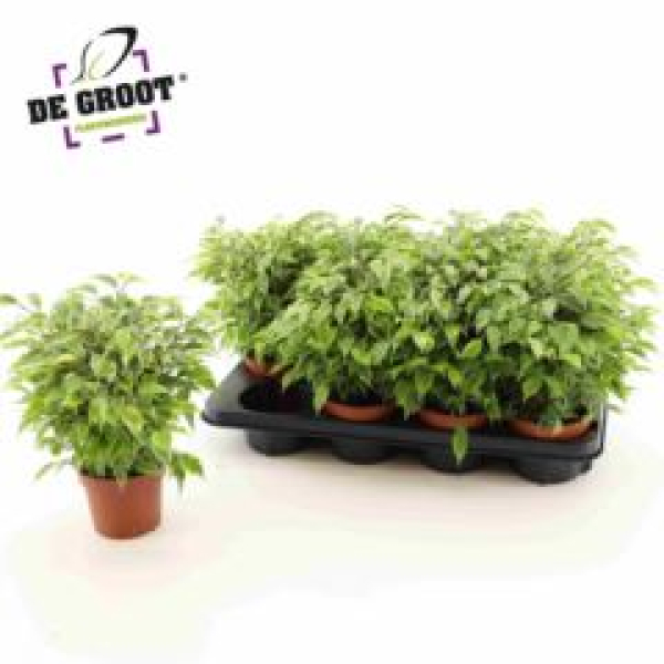 Ficus 'Kinky' grün/weiß