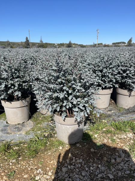 Eucalyptus gunii "Azura " Busch