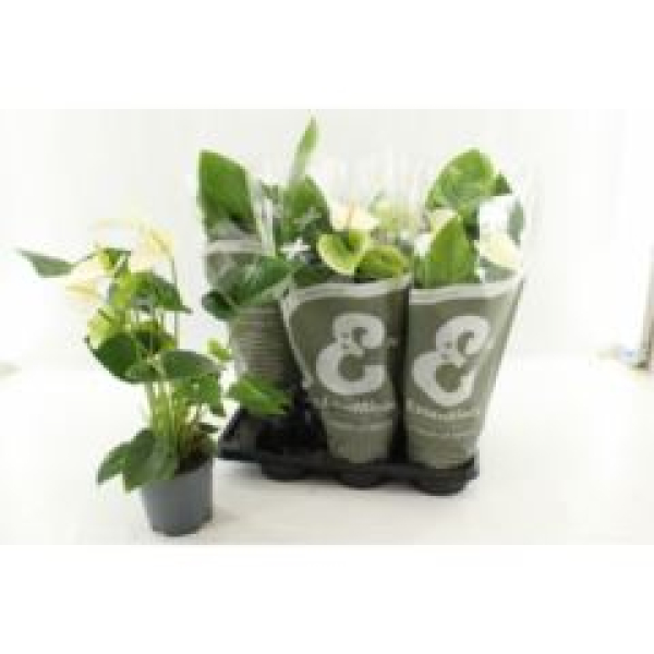 Anthurium andr. 'Alaska'