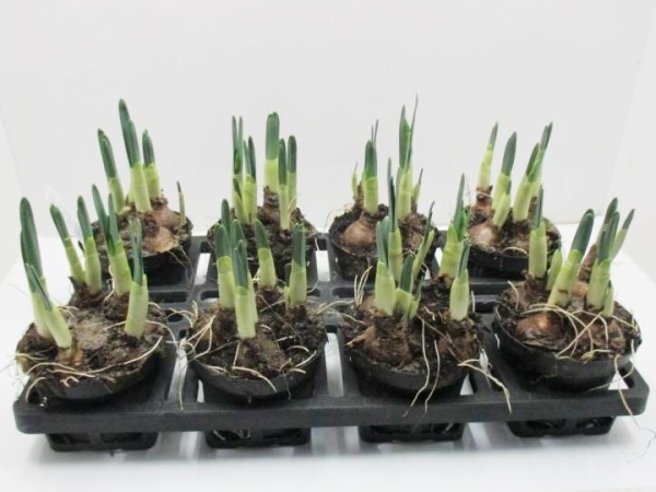 Narcissus tazetta "Bridal Crown"