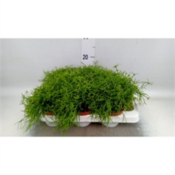 Rhipsalis baccifera 'Oasis'
