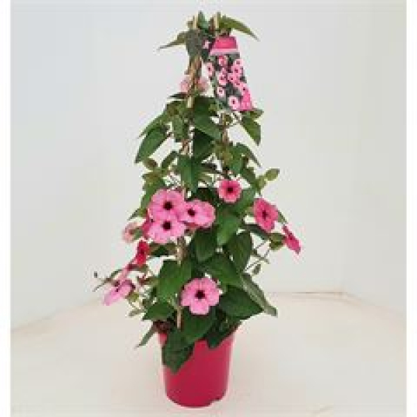 Thunbergia alata Pyramide rosa