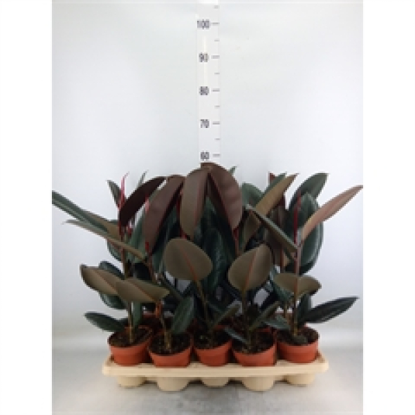 Ficus elastica 'Abidjan'