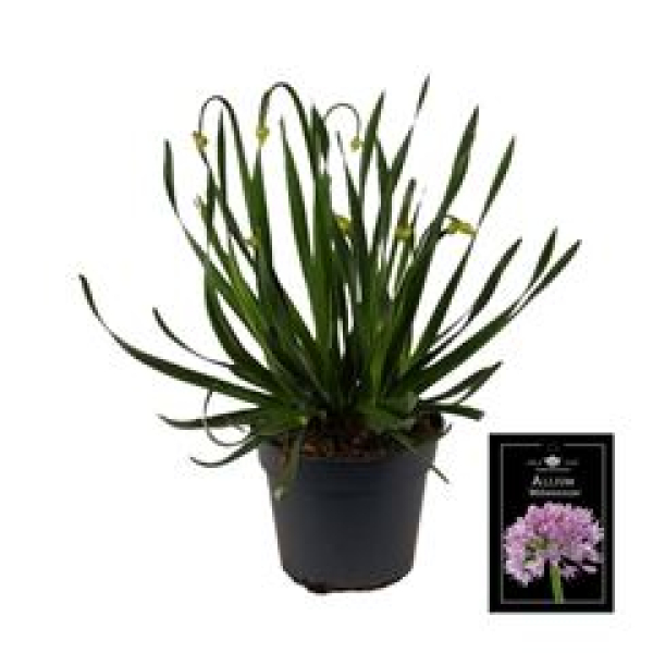 Allium 'Millenium'