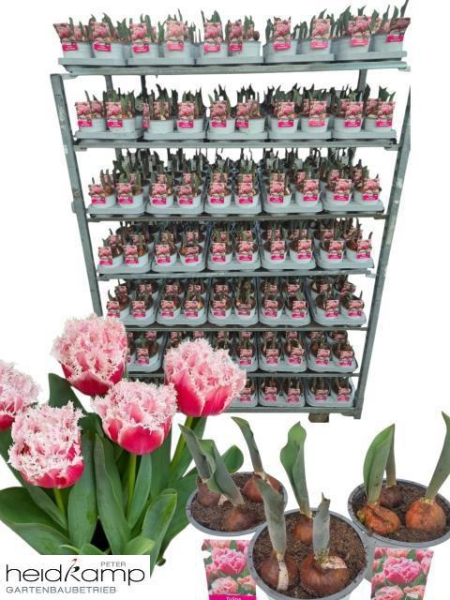 Tulpe rosa gefranst "Queensland"