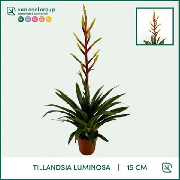 Tillandsia 'Luminosa'