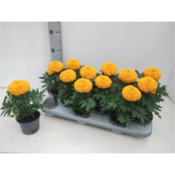 Tagetes erecta 'Taishan Gold'