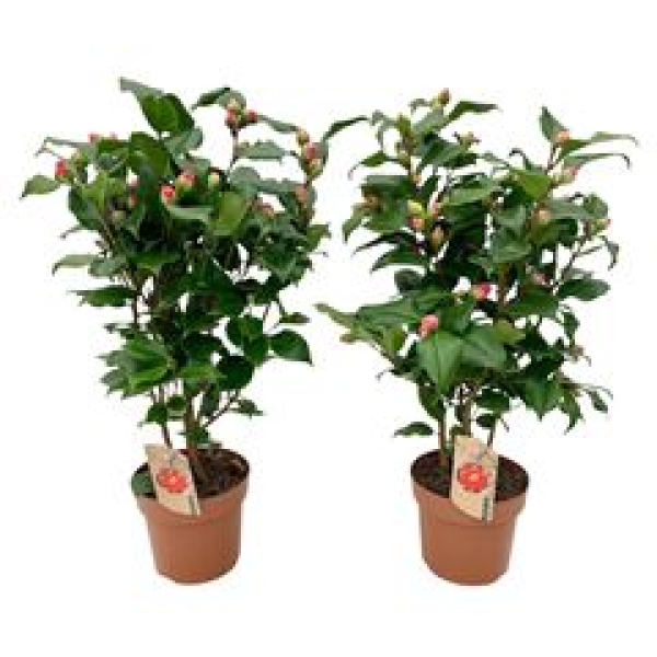 Camellia japonica 'Dr King'