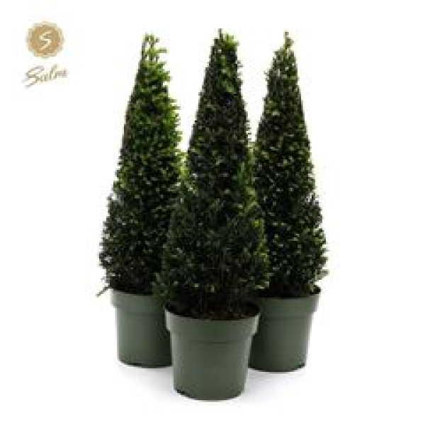 Taxus Pyramide