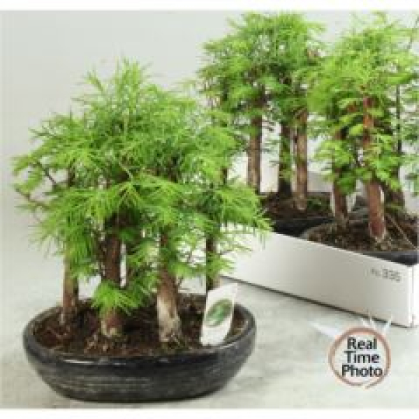 Bonsai Metasequioa