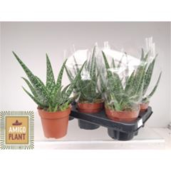 Aloe vera