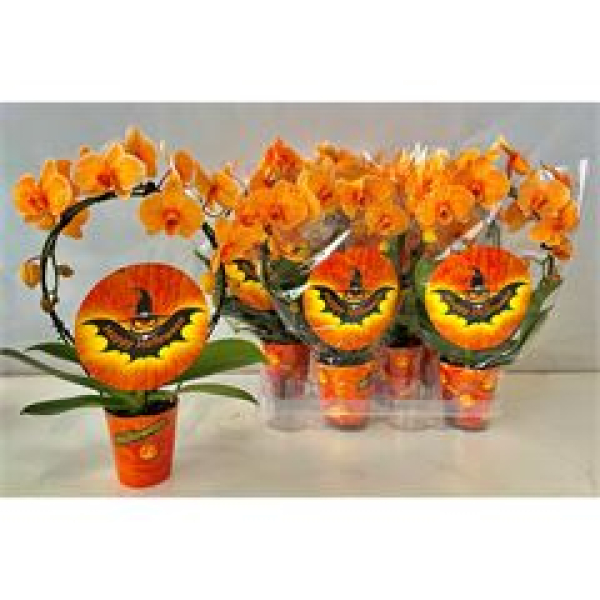 Phalaenopsis Bogen "Halloween"
