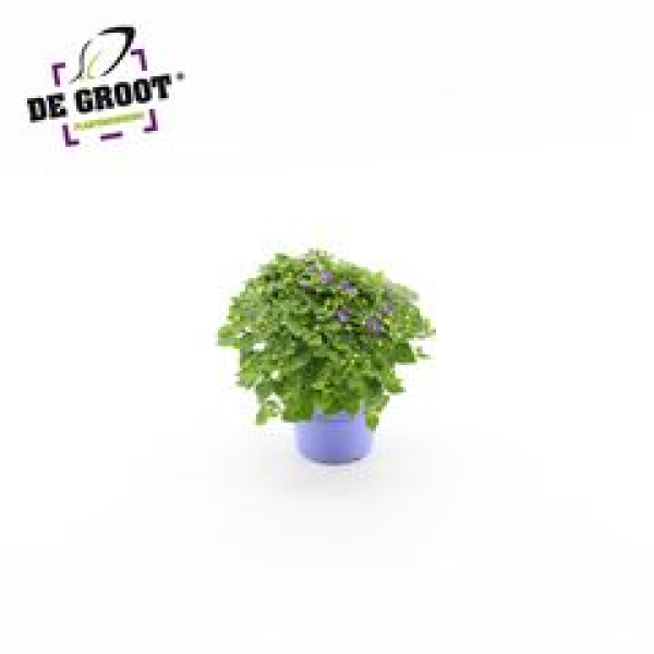 Exacum affine 'Blue Star'