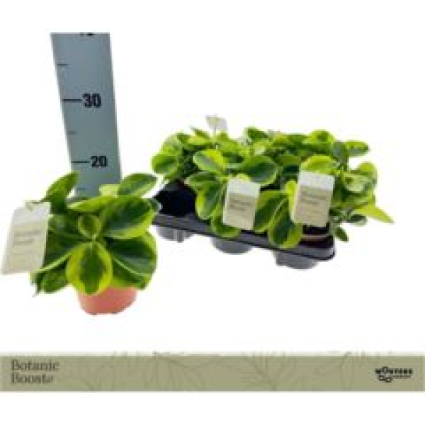 Peperomia obt. grün/gelb