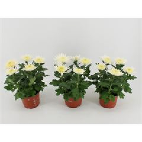 Chrysanthemum 'Anastasia' White