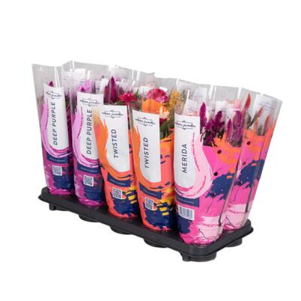 Celosia arg. Mix