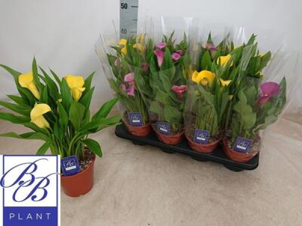 Calla Mix