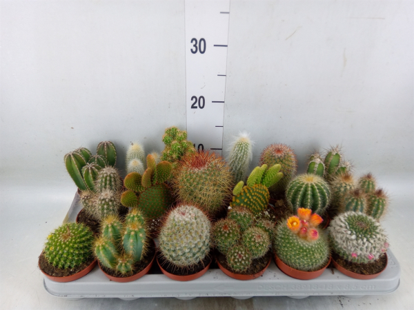 Cactus gemischt