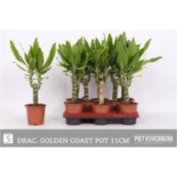 Dracaena frag. "Golden Coast"