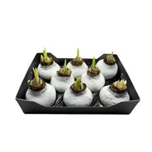 Wachsamaryllis weiß