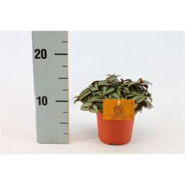 Tradescantia zebr. 'Purpusii'