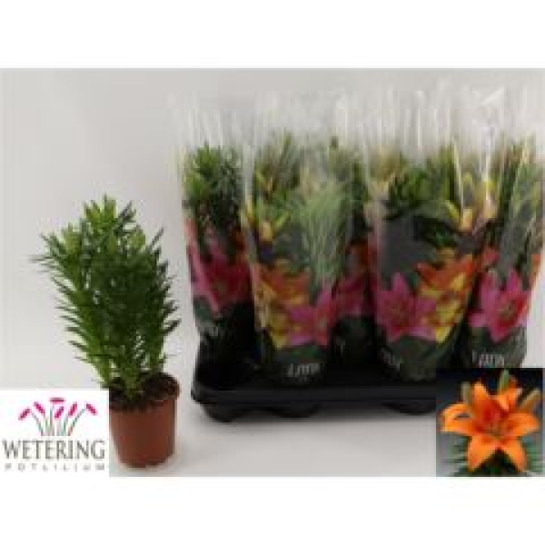 Lilium asia. 'Tiny Invader'