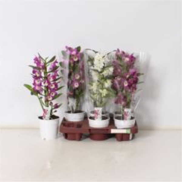 Dendrobium nob. gemischt