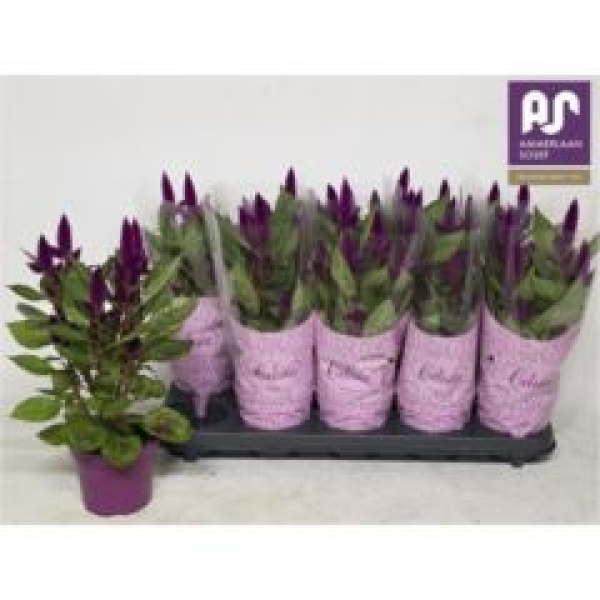 Celosia spic. 'Deep Purple'