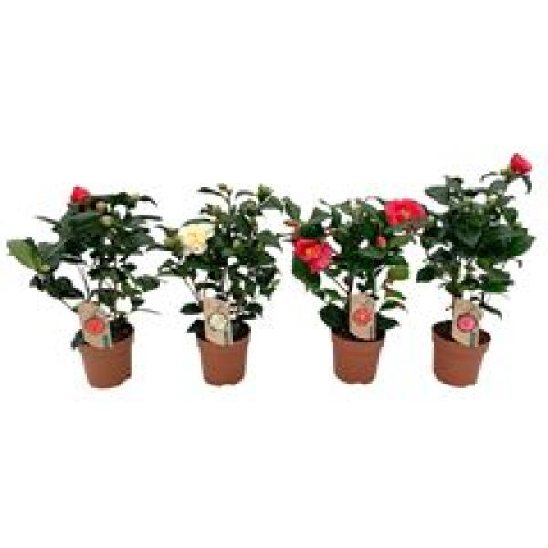 Camellia gemischt