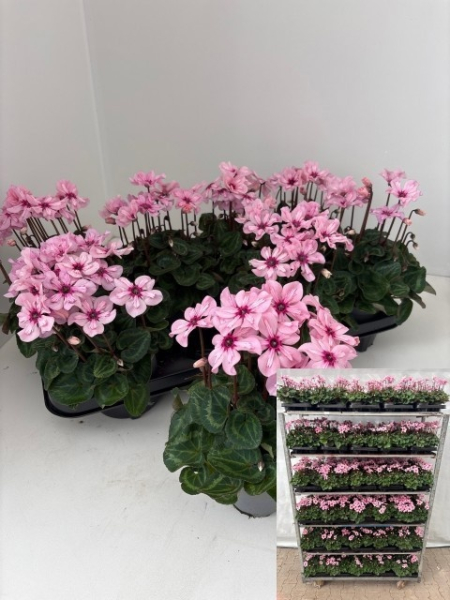 Cyclamen "Illusia"