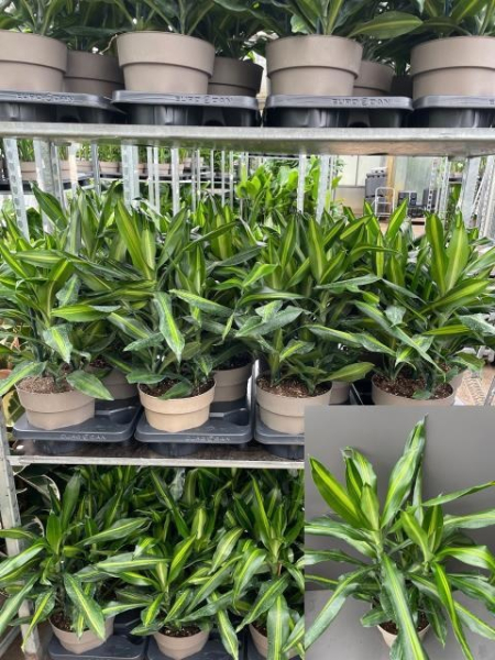 Dracaena frag. Cintho