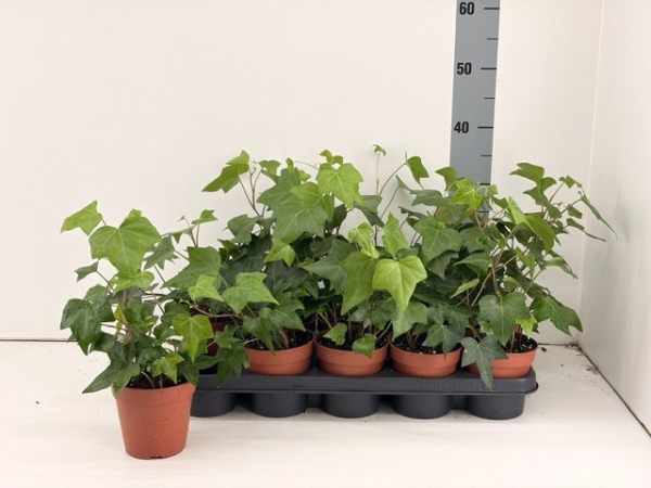 Hedera "Montgomery"