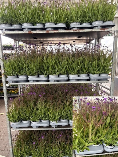 Verbena rigida