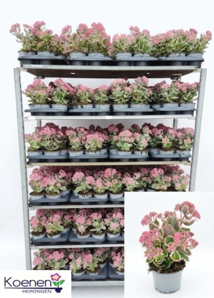 Sedum "La Vie en Rose"