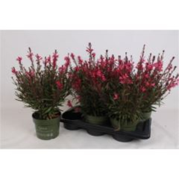 Gaura lindh. pink
