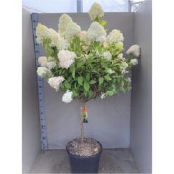Hydrangea pan. 'Limelight' Stamm