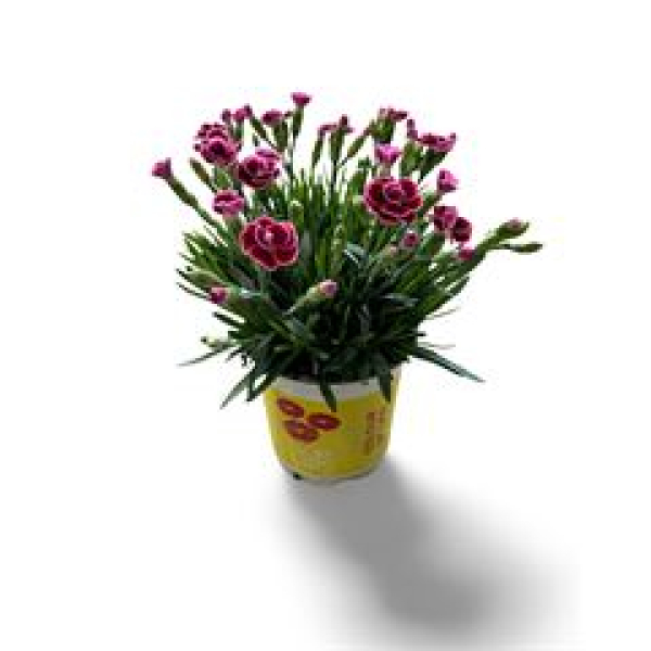 Dianthus allw. 'Lucky Lips' bourdeaux