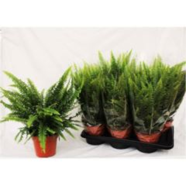 Nephrolepis exal. 'Green Lady'