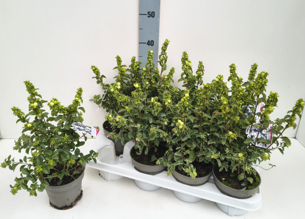 Symphoricarpus weiß