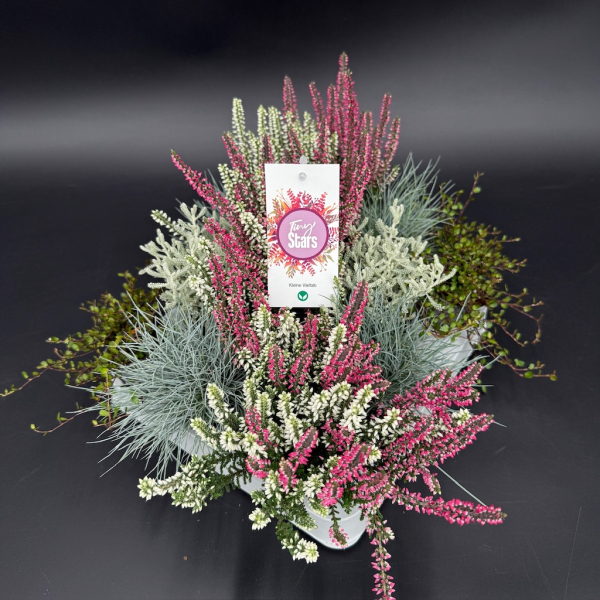 Mini Herbstmix "Tiny Stars"