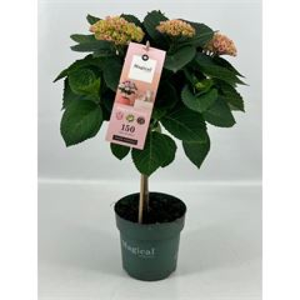 Hydrangea 'Magical Revolution' Stamm rosa